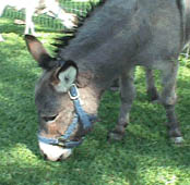 petting zoo, sherwood park