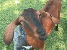 edmonton mobile petting zoo, spruce grove