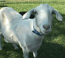 petting zoo, st albert