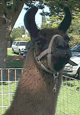 petting zoo, leduc