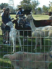 petting zoo, west edmonton